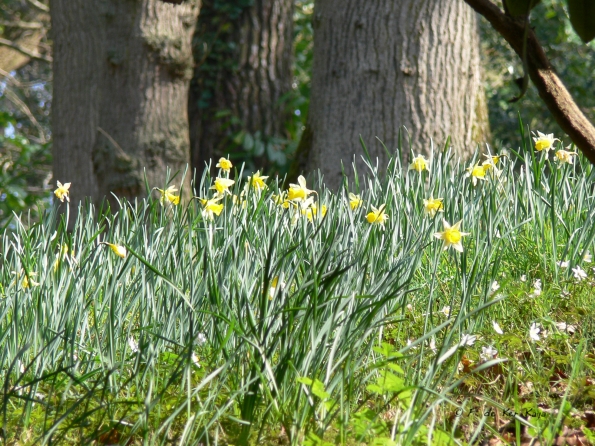 Bois des Moutiers (94) mars 2012